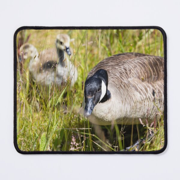 Item preview, Canada Geese In The Grass designed and sold by Tanya C Smith.