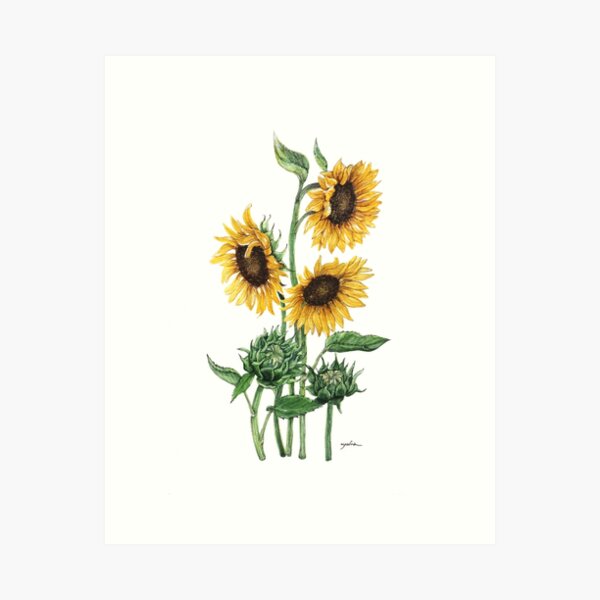 Item preview, Sunflowers designed and sold by aparna-art.