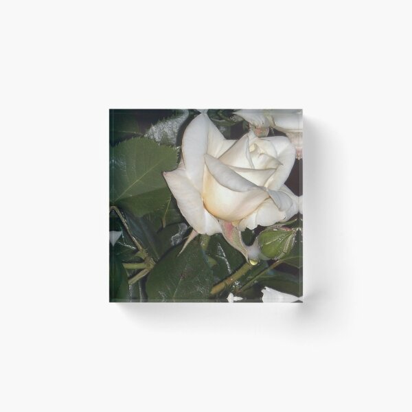 Item preview, White Rose And Bud designed and sold by lezvee.