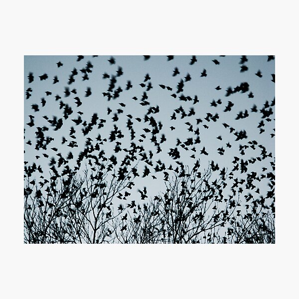 Item preview, Fly Away designed and sold by Chris Richards.