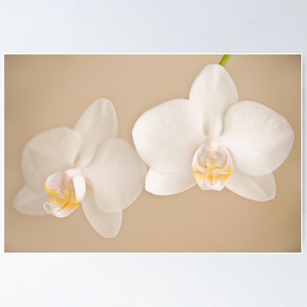 Item preview, Phalaenopsis with love designed and sold by Neil.