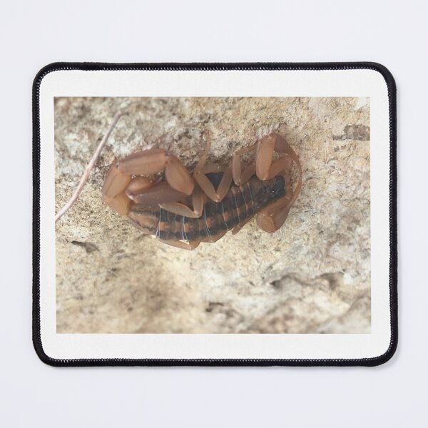 Item preview, Striped Bark Scorpion 1 designed and sold by NimsNature.