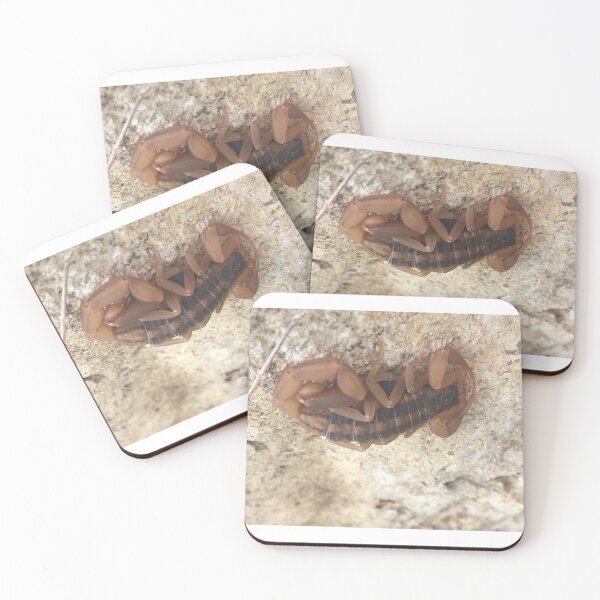 Item preview, Striped Bark Scorpion 1 designed and sold by NimsNature.