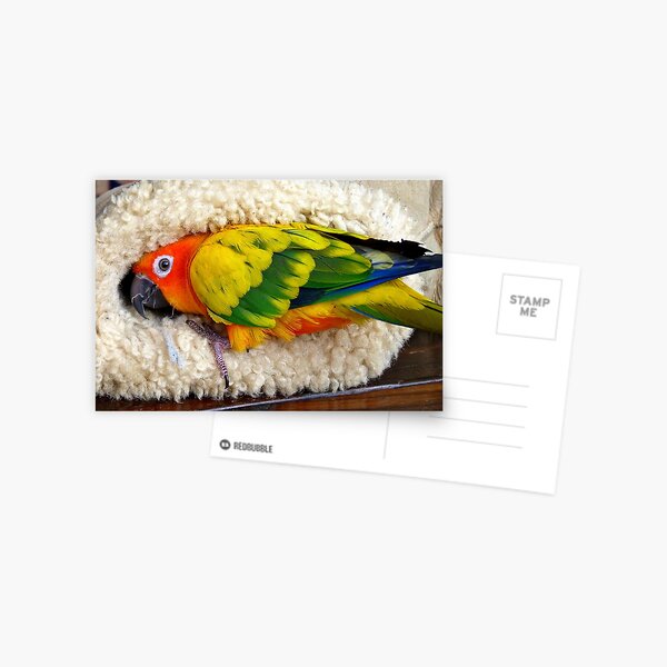 It's Snuggle Buggle Time - Sun Conure - NZ Postcard