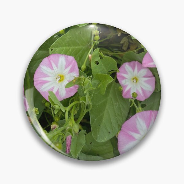 Item preview, Convolvulus Field Bindweed by Mark Ewing designed and sold by LifeSpice.