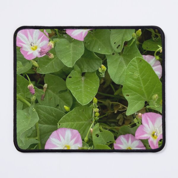 Item preview, Convolvulus Field Bindweed by Mark Ewing designed and sold by LifeSpice.