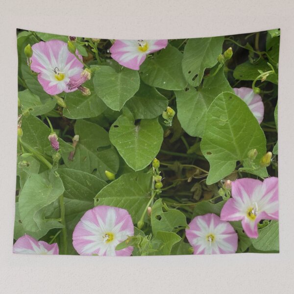 Item preview, Convolvulus Field Bindweed by Mark Ewing designed and sold by LifeSpice.