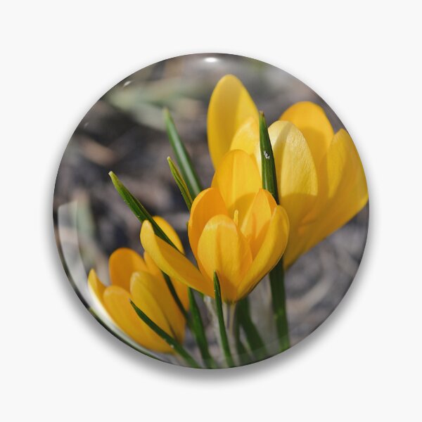 Item preview, Spring Yellow Crocus in Sunshine designed and sold by katiamelnik.