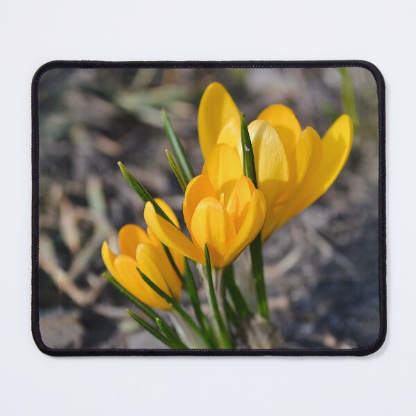 Item preview, Spring Yellow Crocus in Sunshine designed and sold by katiamelnik.