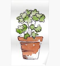 Herbs in pots - Parsley Poster