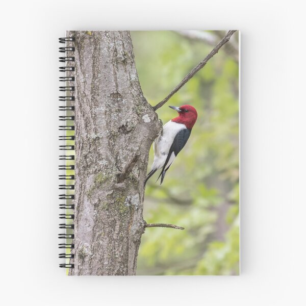 Item preview, Red-headed Woodpecker 2017-2 designed and sold by Thomasyoung.