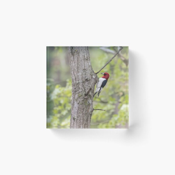 Item preview, Red-headed Woodpecker 2017-2 designed and sold by Thomasyoung.