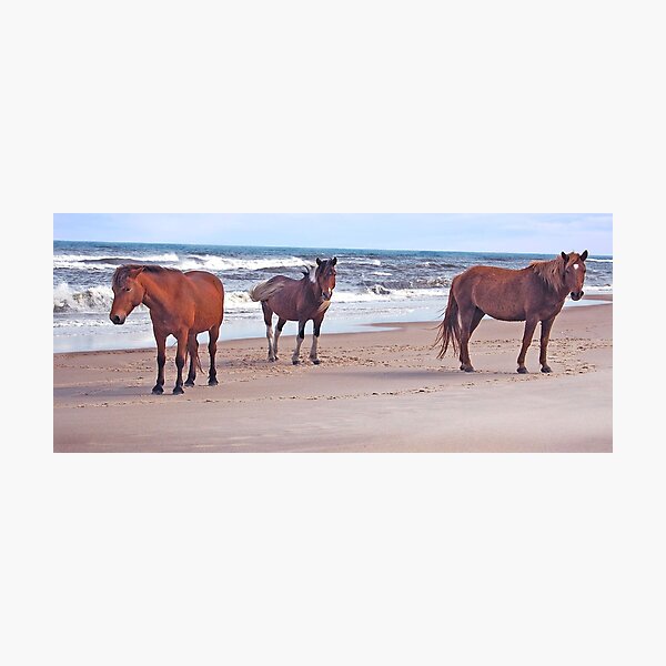 Wild horses, wildlife, A Trio of Beach Buddies Photographic Print