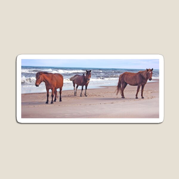 Wild horses, wildlife, A Trio of Beach Buddies Magnet