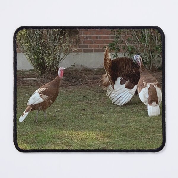 Item preview, Wild turkeys, the hunter becomes the hunted! designed and sold by Pearls1.