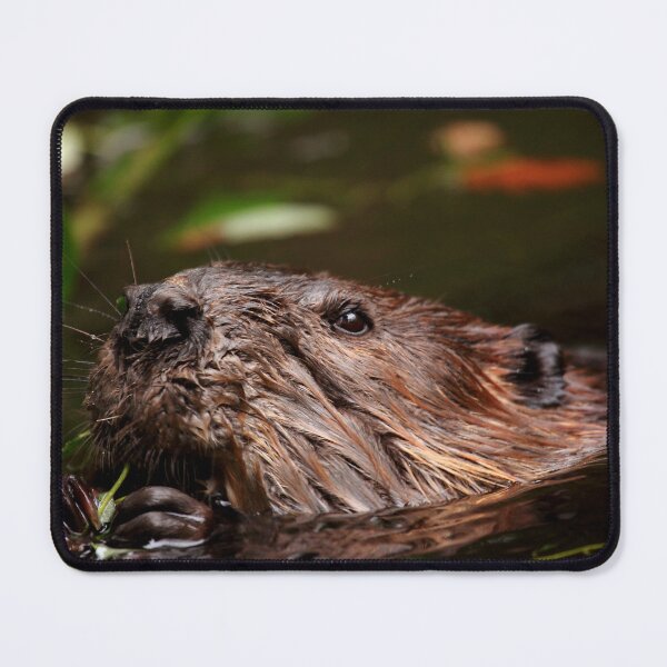 Item preview, Beaver Portrait designed and sold by Daniela Pintimalli.