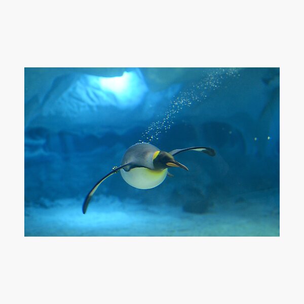 Penguin Blues Photographic Print