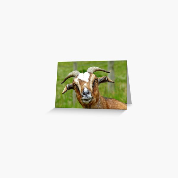 Nanny Reporting For Duty! - Goat - NZ Greeting Card