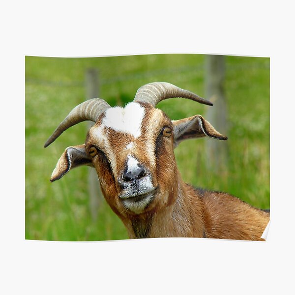 Nanny Reporting For Duty! - Goat - NZ Poster