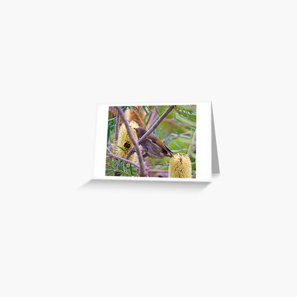 Item preview, HONEYEATER ~ Crescent Honeyeater Dgwh25yo by David Irwin designed and sold by tasmanianartist.