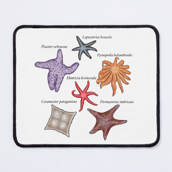 Item preview, Sea star group labeled designed and sold by Seatheocean.