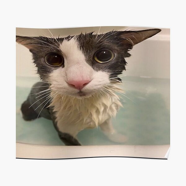 "Soggy Cat" Poster for Sale by Maxwellkat | Redbubble