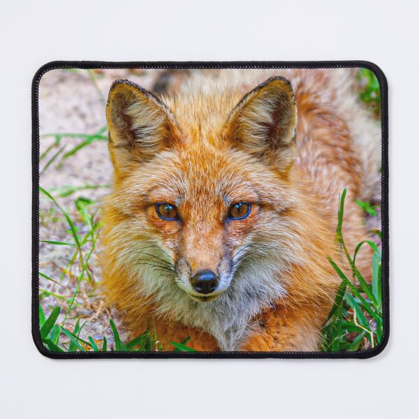 Item preview, Red Fox designed and sold by Dalyndigital Photography.