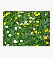 tiny flowers Photographic Print