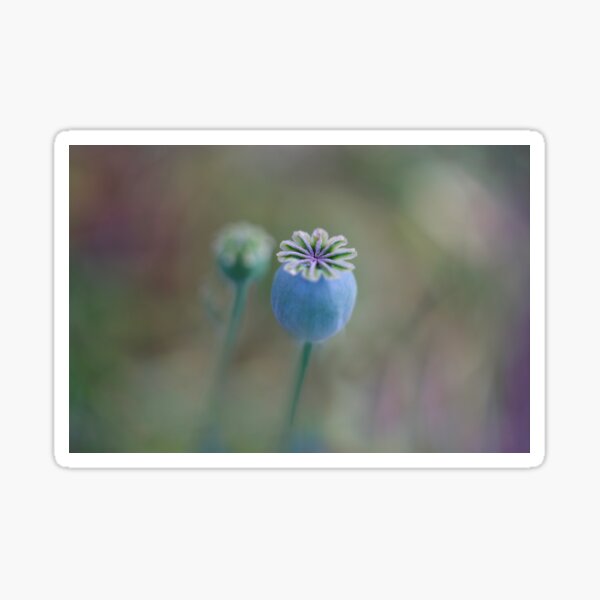 Item preview, Opium Poppy Seed Head designed and sold by Alisonchambers2.