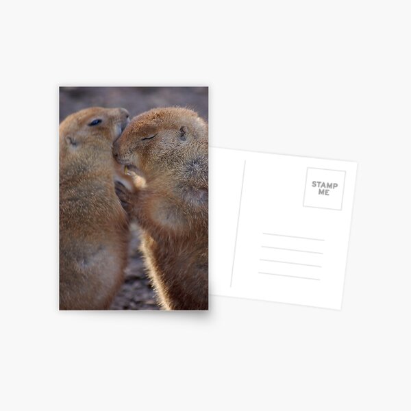 Prairie Dog Love By the Evening Light Postcard