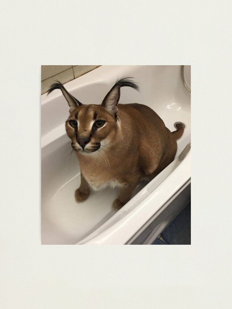  Meme World Big Floppa Meme Cute Caracal Cat Throw