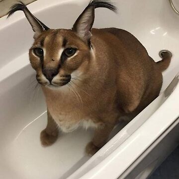 Big Floppa Caracal GIF - Big Floppa Floppa Caracal - Discover