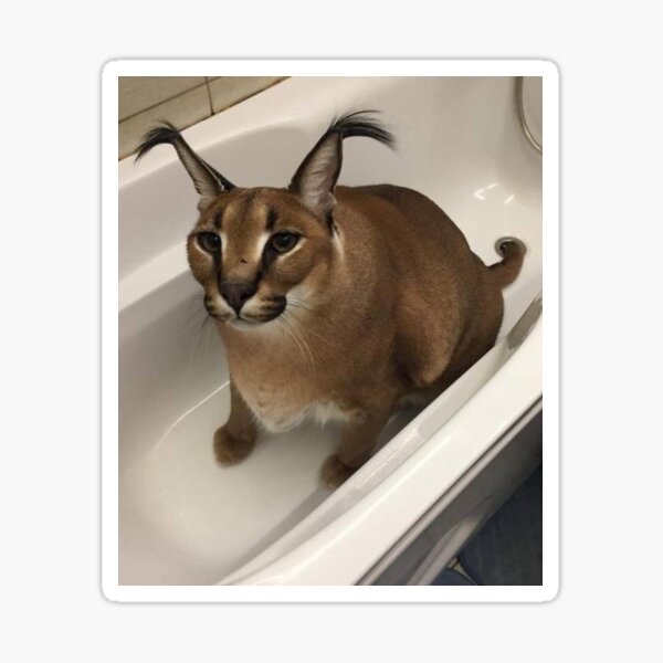 Drunk Floppa Meme Caracal Cat  Postcard for Sale by fomodesigns