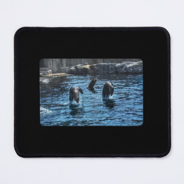 Item preview, Dancing Sealions! designed and sold by WatkinsPhotos.