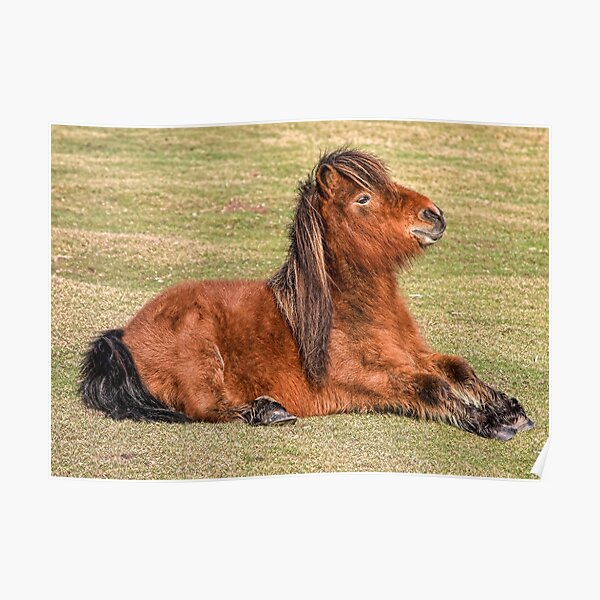 Shetland Pony in the New Forest Poster