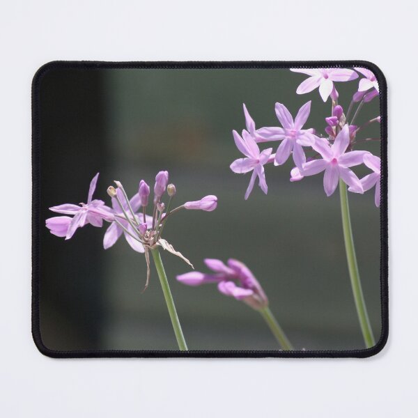 Item preview, Society Garlic Close Up Photograph designed and sold by taiche.