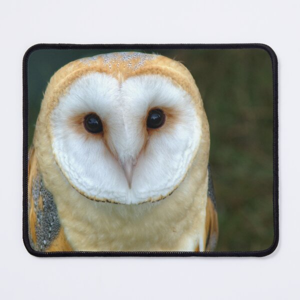 Item preview, Barn Owl designed and sold by days-photographic.