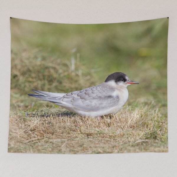 Item preview, Young Common Tern designed and sold by Dominika Aniola.