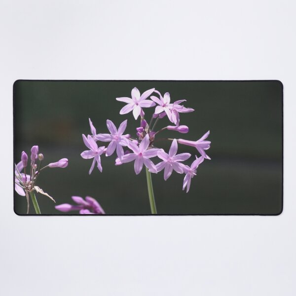 Item preview, Society Garlic Close Up Photograph v2 designed and sold by taiche.
