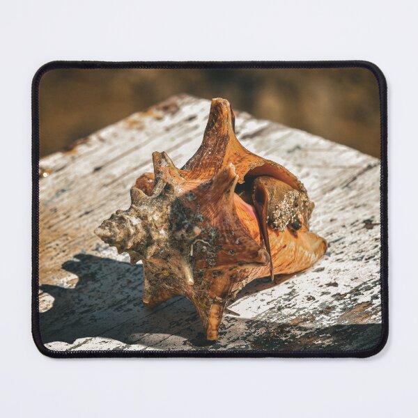 Item preview, Mollusk (Soft Bodied Sea Snail) in a Conch Shell on a Piece of Wood designed and sold by AlishaWatson.