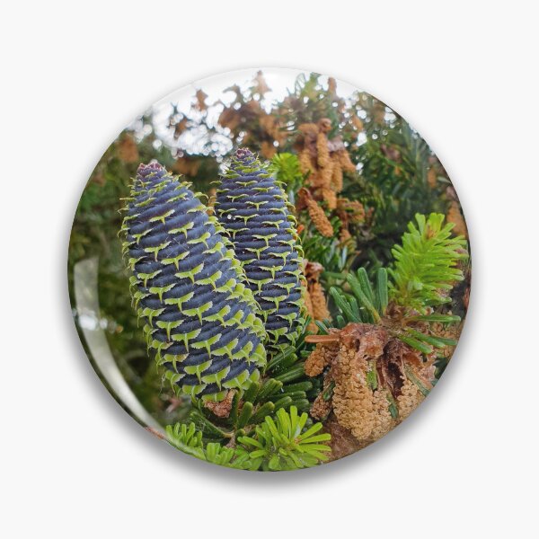 Item preview, Fresh fir cones in spring designed and sold by Fashion through the ages.