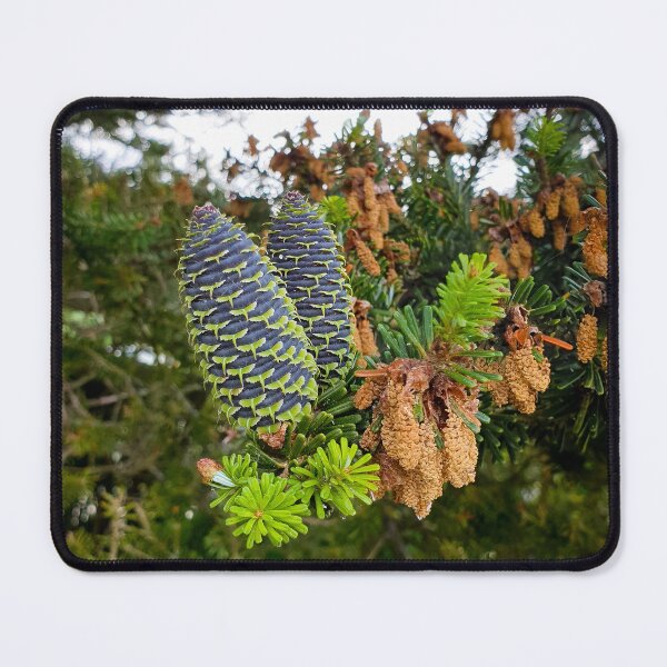 Item preview, Fresh fir cones in spring designed and sold by Fashion through the ages.