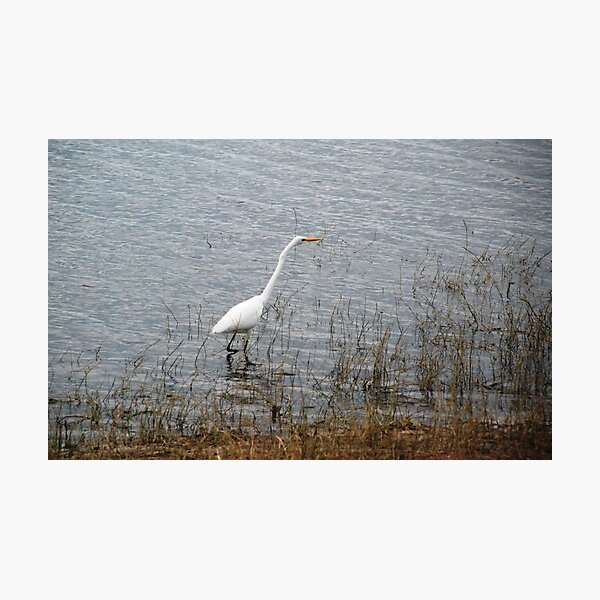 Stalking Photographic Print
