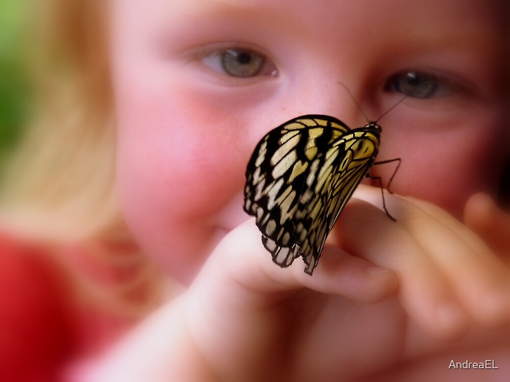 "WOW!! A Paper Kite Landed On My Hand! - Paper Kite Butterfly - Dunedin