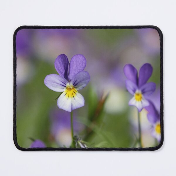 Item preview, The wild purple. Wild pansy designed and sold by Jouko Lehto Photography.