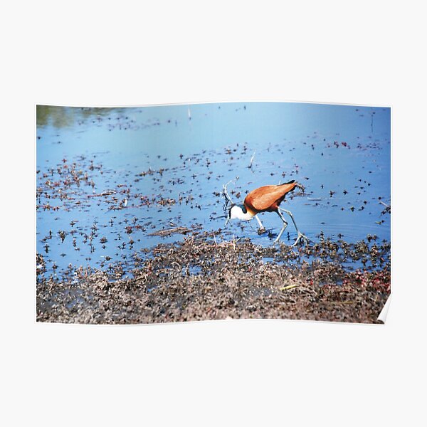 Jacana 1 Poster