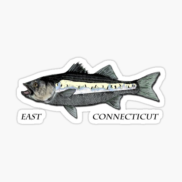 Boat or Truck  5 x 2 1/2 inch Striped Bass Canal Bait & Tackle Fishing Sticker 