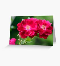 Two Red Heritage Roses Greeting Card