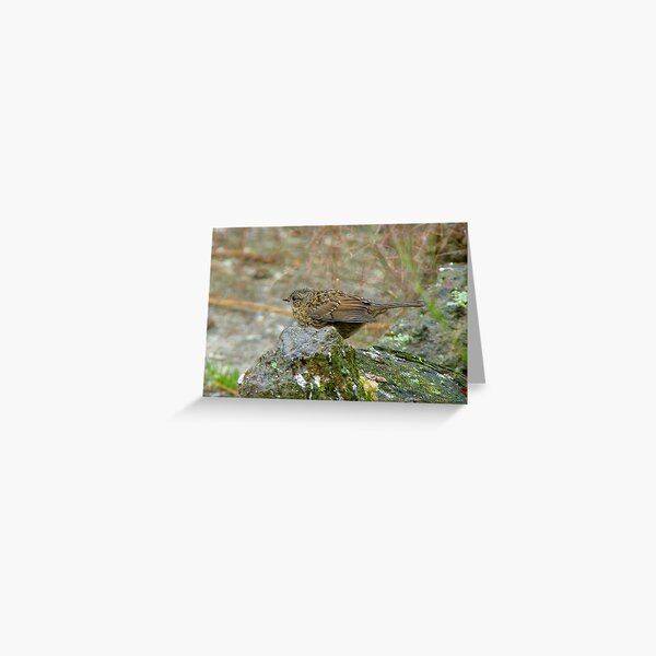 I'm Allowed To Practice Polyandry - Dunnock Hedge Sparrow Greeting Card