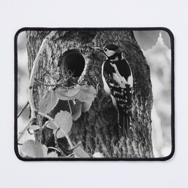 Item preview, Mouth full shut. Great spotted woodpecker bw designed and sold by Jouko Lehto Photography.